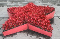 Le pouvoir des fleurs ...